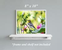 An 8 x 10 framed print on a shelf with an image of a small bird perched on a flower stem at covecreekphotography.com.
