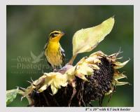 Bird and sunflower giclee print at Cove Creek Photography.