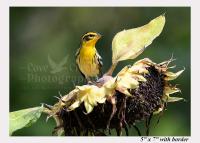 Blacburnian warbler perched on a sunflower giclee print at Cove Creek Photography.