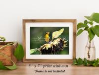 Framed print of a Blackburnian warbler perched on a sunflower at covecreekphotography.com.