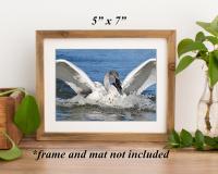 A 5 x 7 giclee print of a swan in a brown frame and sitting on a shelf at Cove Creek Photography.