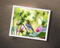A giclee print of a bird in a dahlia flower garden at covecreekphotography.com.