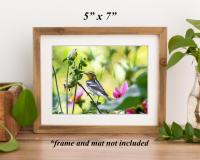 A color art print of a bird in flower garden that is in a brown frame on a shelf at Cove Creek Photography.