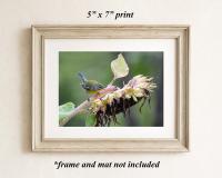 Framed garden scene wall art with a small bird perched on a sunflower at Cove Creek Photography.