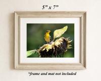A 5 x 7 photography art print with a bird and sunflower in a light brown frame at Cove Creek Photography.