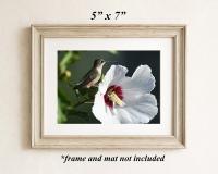 A framed giclee print of a ruby-throated hummingbird and hibiscus flower at Cover Creek Photography.