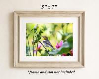 A framed 5 x 7 color photography print of a black and white bird in a garden with pink flowers at Cove Creek Photography. 