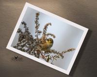 A 5" x 7" giclee print of a female goldinch feedind on dried plant seed in autumn at covecreekphotography.com.