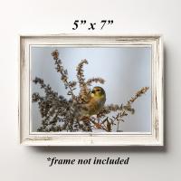 Framed nature theme wall art of a yellow bird perched in dead flowers at Cove Creek Photography.