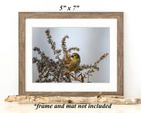 Framed wall art of a goldfinch perched in dried flower stems and seeds at Cove Creek Photography.