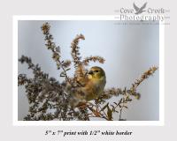 American goldfinch in autumn giclee print offered at Cove Creek Photography