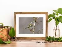 Golden-crowned Kinglet in Kentucky