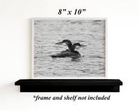 8 x 10 black and white nature photography print of two common loons at covecreekphotography.com.