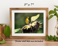 A brown wood frame on a shelf with a color giclee print of a bird on a sunflower at Cove Creek Photography.