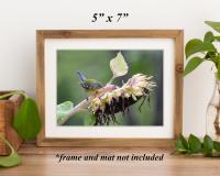 A framed 5 x 7 print of a bird on a sunflower shelf decor at Cove Creek Photography.