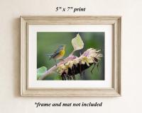 A framed art print of a colorful bird on a sunflower at covecreekphotography.com.