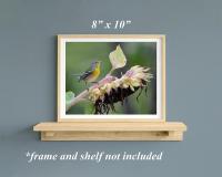 An 8 x 10 giclee print of a small bird on a sunflower in a natural wood frame on a shelf with a blue wall background at Cove Creek Photography. 