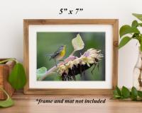 a 5 x 7 art print of a colorful bird on a sunflower in a brown frame on a brown shelf at covecreekphotography.com.