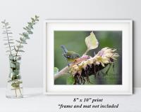 8" x 10" giclée print of a northern parula on a sunflower at Cove Creek Photography