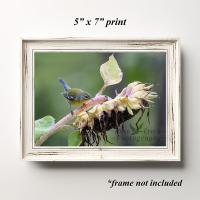 Colorful bird perched on a sunflower fine art print at www.covecreekphotography.com