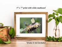 Garden scene giclée print with a bird and sunflower available at Cove Creek Photography.
