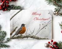 A nature photography holiday card with an American robin and Merry Christmas at Cove Creek Photography.
