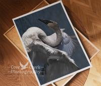 A dramatic giclée print of a trumpeter swan available at www.covecreekphotography.com. 