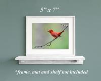 A framed art print of a red summer tanager on a branch at Cove Creek Photography.