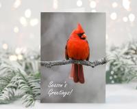 A fine photography red northern cardinal Christmas card with Season's Greetings! at Cove Creek Photography.