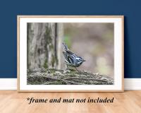 A framed color giclee print wall art of a black and white bird in a forest at Cove Creek Photography.