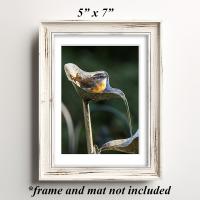 An art print of a small bird in a running water feature set in a white antique frame at Cove Creek Photography.
