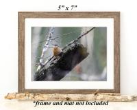5 x 7 nature photography framed wall art with a small bird perched on a log in the forest at Cove Creek Photography.