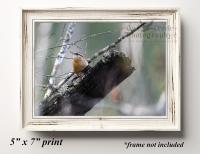 A 5" x 7" fine art giclée print of a Carolina wren in a forest offered exclusively at www.covecreekphotography.com.