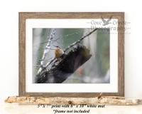 A 5" x 7" nature photography giclée print of a Carolina wren amid the muted colors of a forest, mounted to a white map and displayed in a frame.  The print is available at www.covecreekphotography.com.