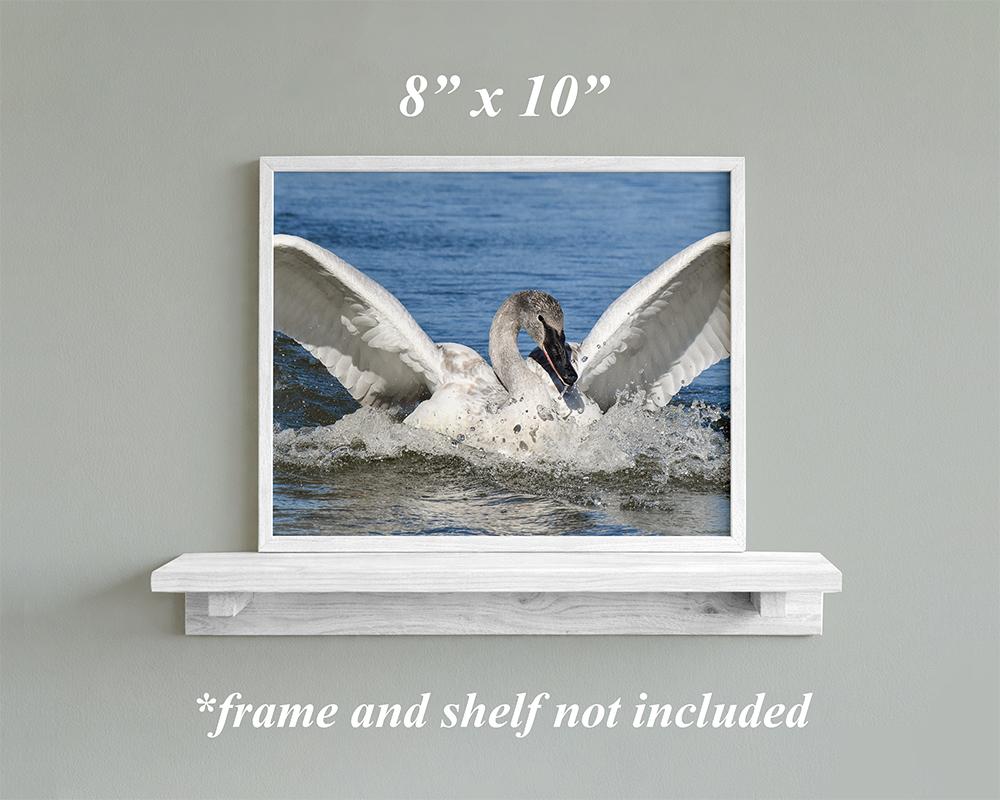 Trumpeter swan giclee print wall art in an off white frame at covecreekphotography.com.