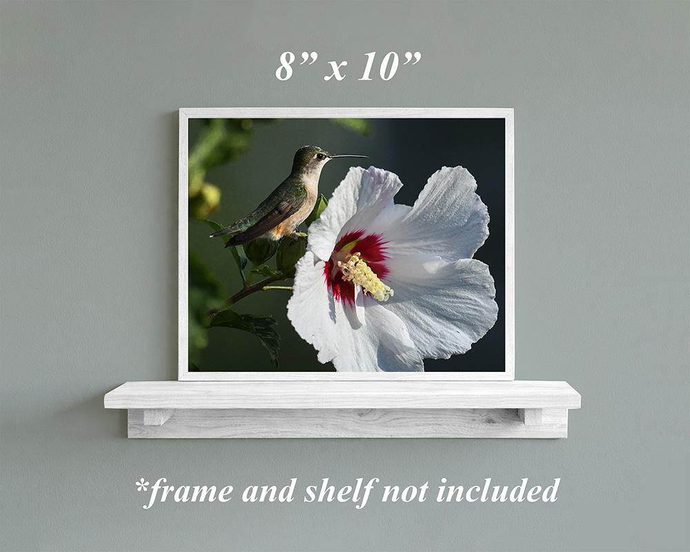 8" x 10" framed wall art of a hummingbird perched next to a hibiscus flower at covecreekphotography.com.