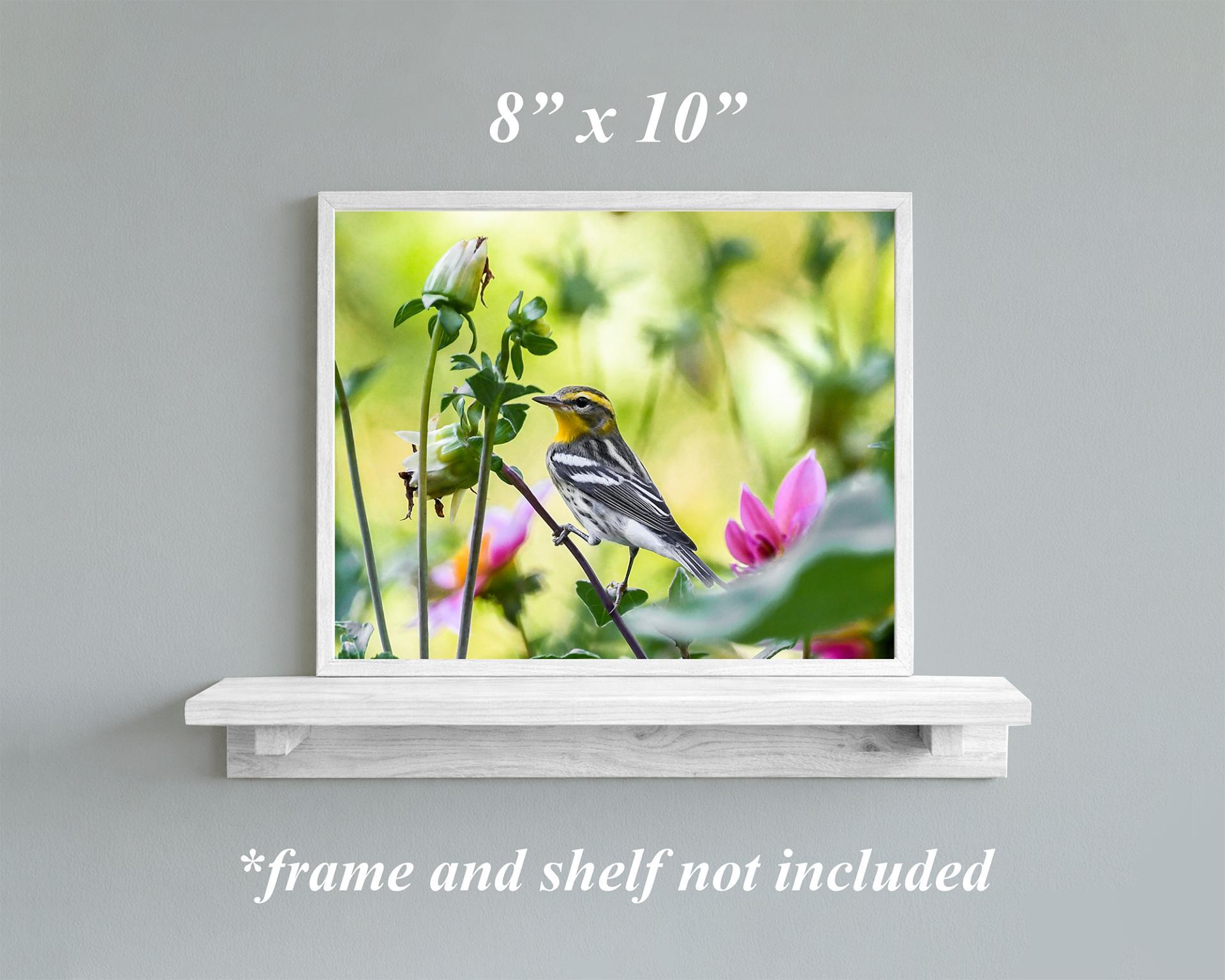 An 8 x 10 framed print on a shelf with an image of a small bird perched on a flower stem at covecreekphotography.com.