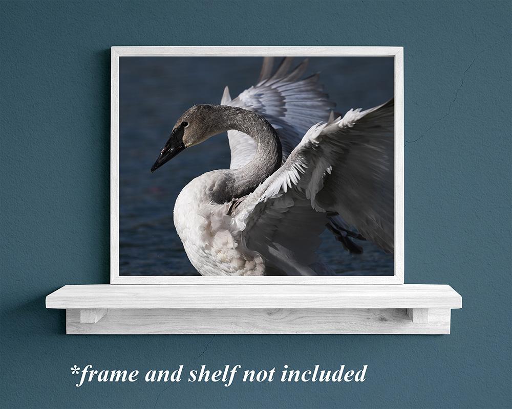 A trumpeter swan art print in a white frame sitting on a white shelf at Cove Creek Photography.