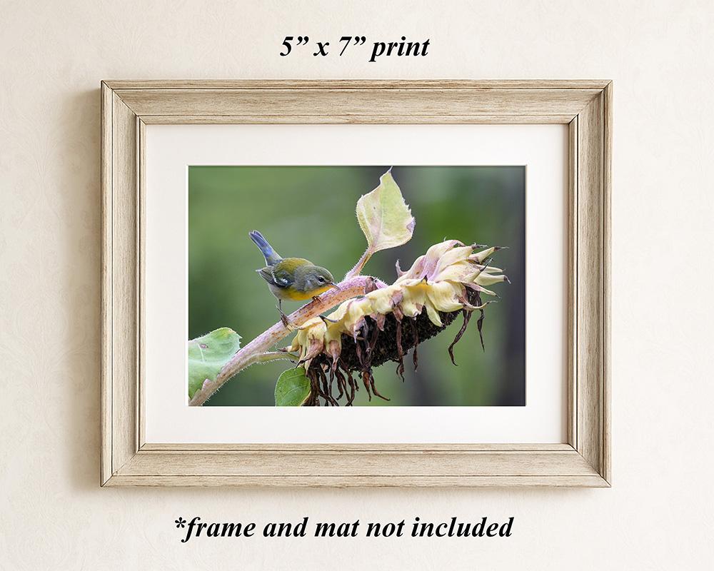 Framed garden scene wall art with a small bird perched on a sunflower at Cove Creek Photography.