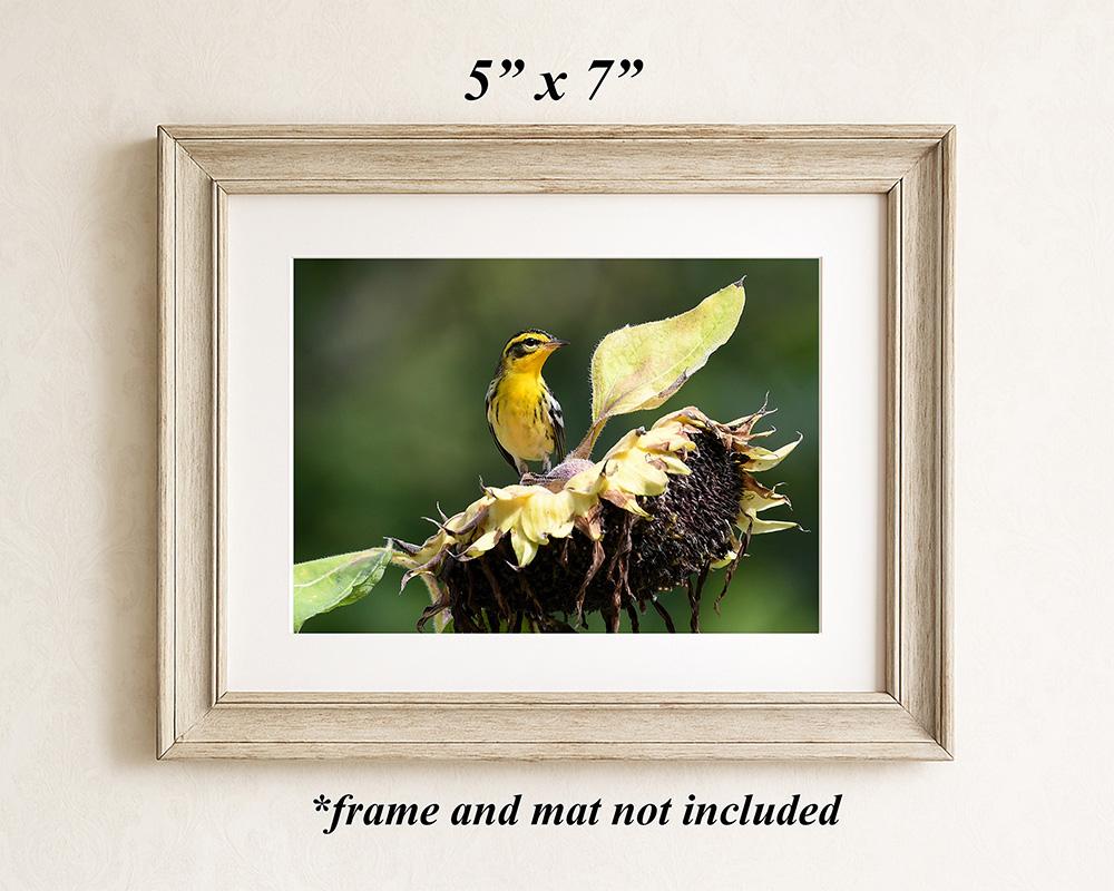 A 5 x 7 photography art print with a bird and sunflower in a light brown frame at Cove Creek Photography.