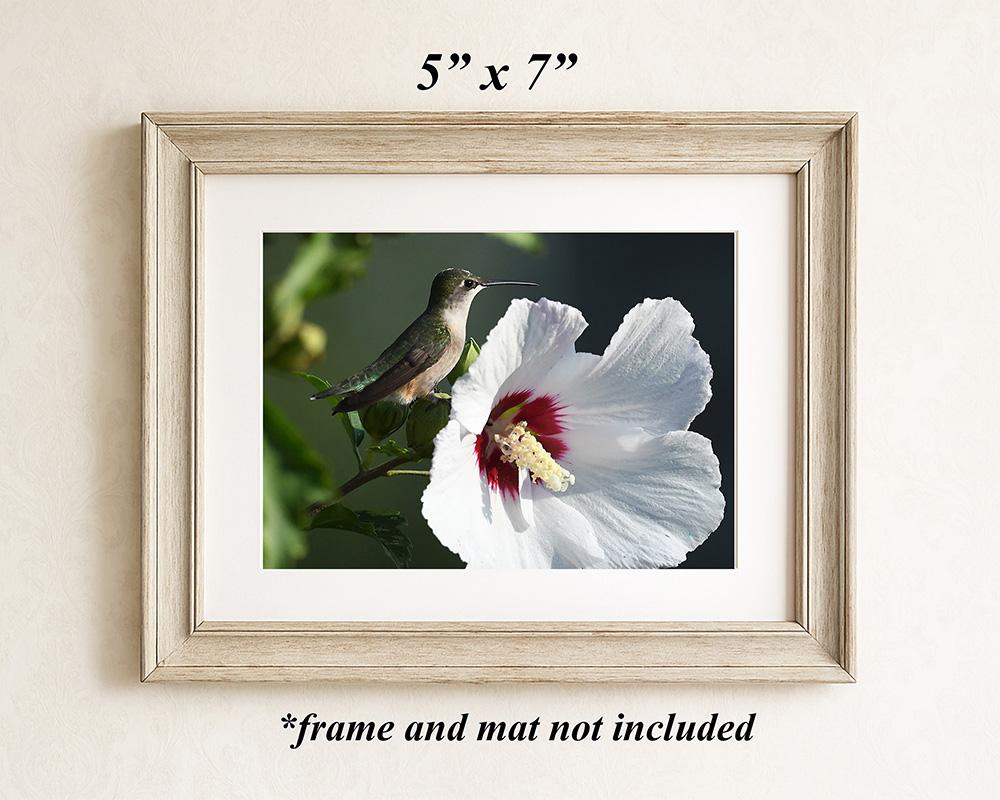 A framed giclee print of a ruby-throated hummingbird and hibiscus flower at Cover Creek Photography.