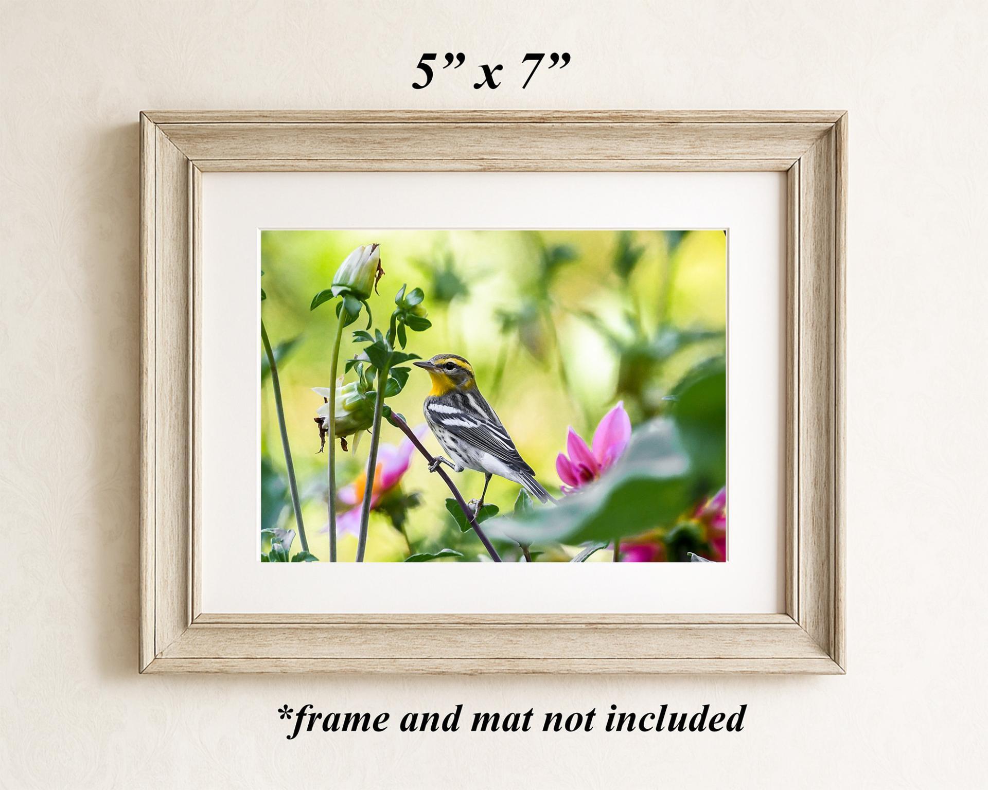 A framed 5 x 7 color photography print of a black and white bird in a garden with pink flowers at Cove Creek Photography. 