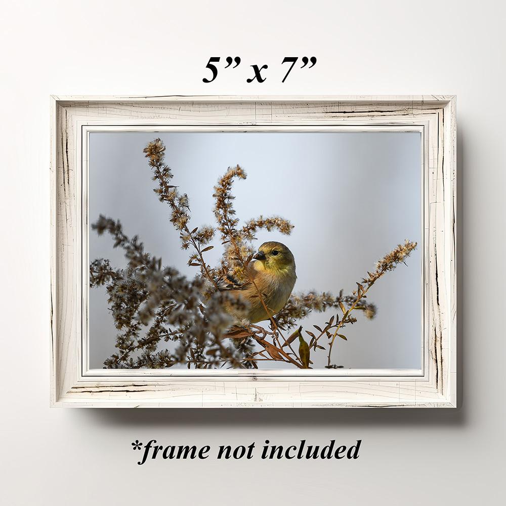 Framed nature theme wall art of a yellow bird perched in dead flowers at Cove Creek Photography.