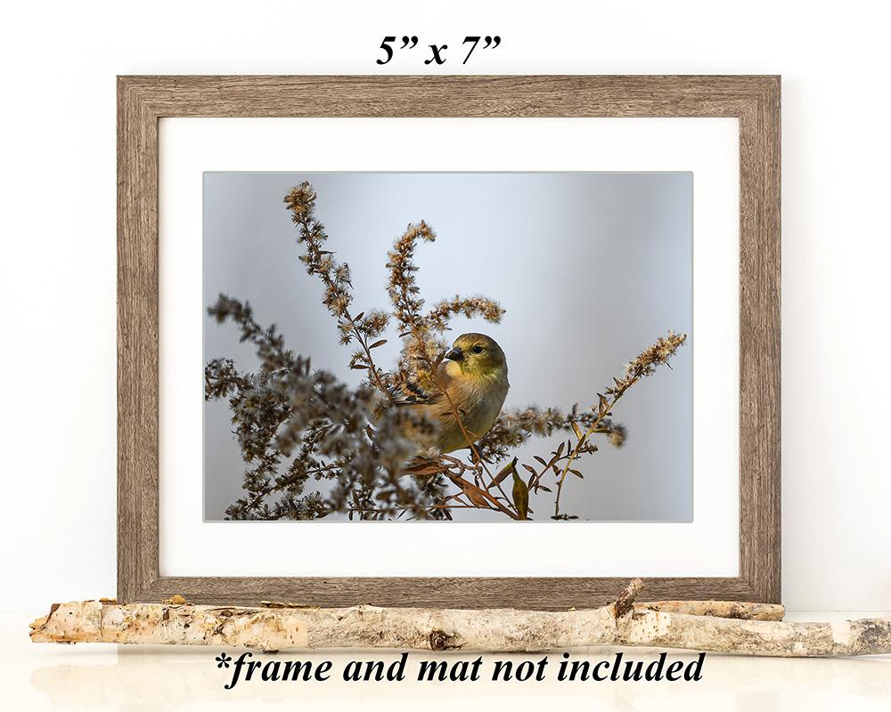 Framed wall art of a goldfinch perched in dried flower stems and seeds at Cove Creek Photography.