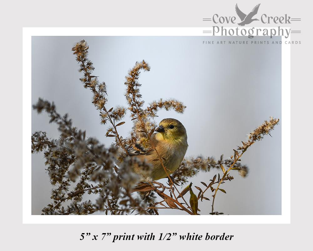 American goldfinch in autumn giclee print offered at Cove Creek Photography