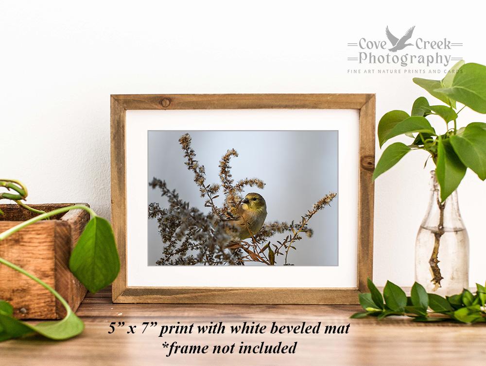 American goldfinch wall art offered at Cove Creek Photography