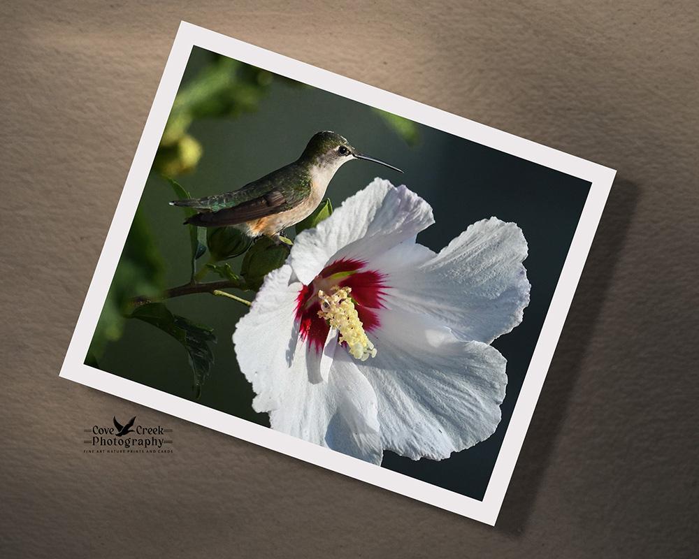 A giclee art print with a hummingbird perched next to a white hibiscus flower at covecreekphotography.com.