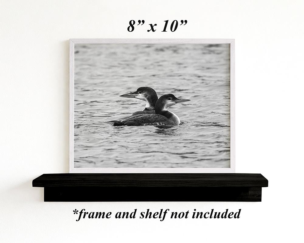 8 x 10 black and white nature photography print of two common loons at covecreekphotography.com.