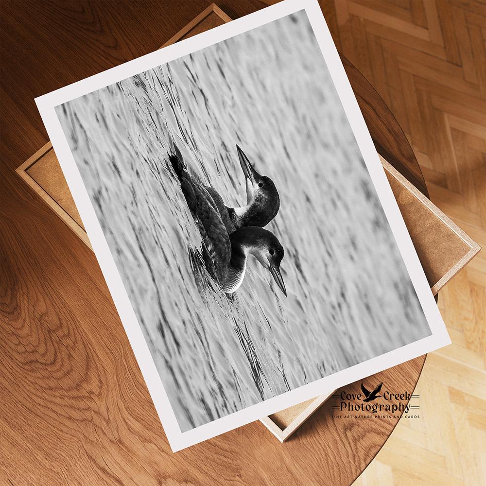 Black and white Giclee print of two common loons swimming as one at covecreekphotography.com.