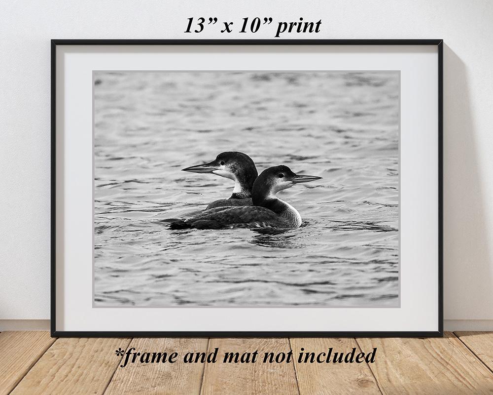 An 10 x 13 black and white photography giclee print of two common loons on a lake available at Cove Creek Photography.
